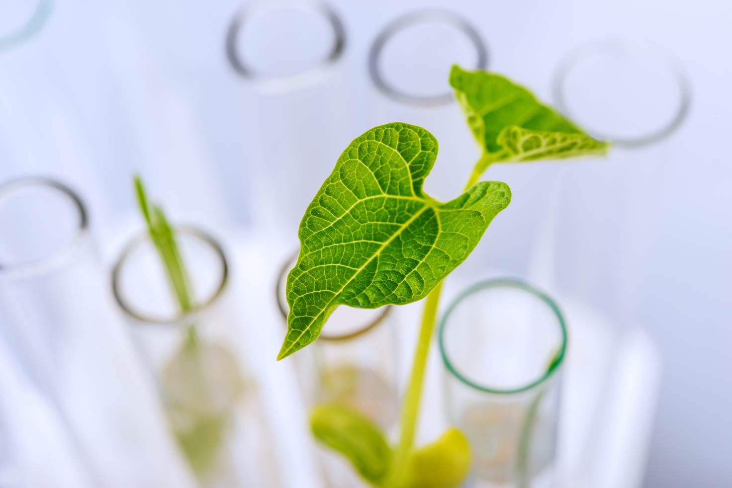 Green Innovation