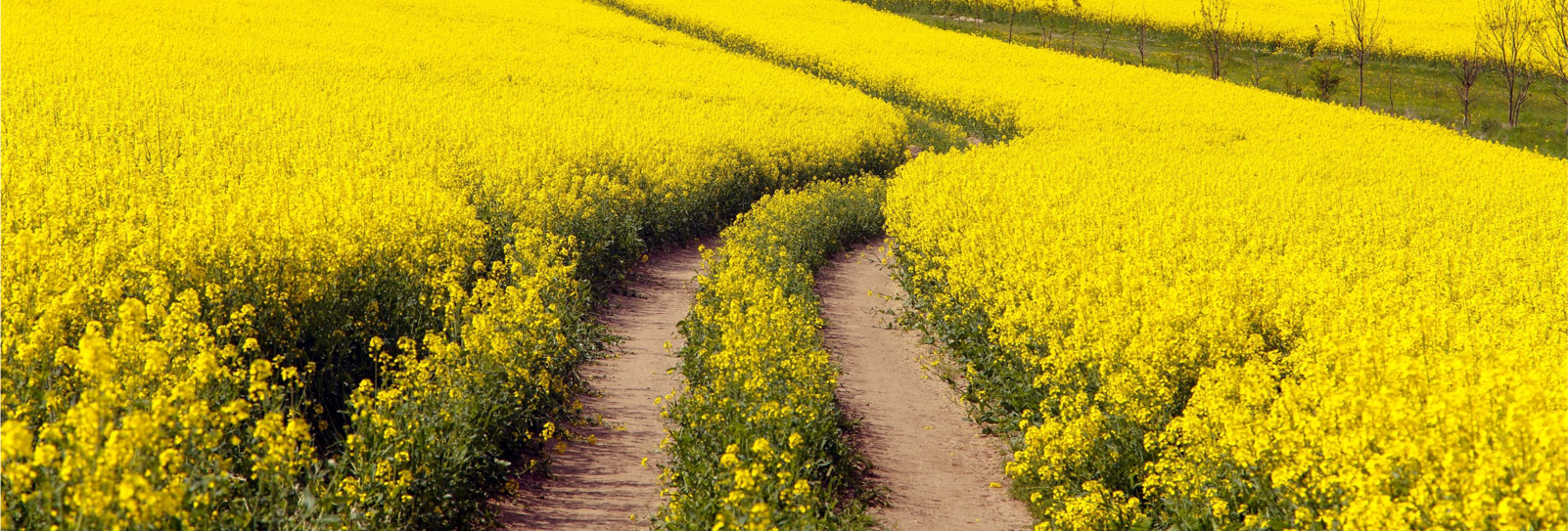 Avril Field